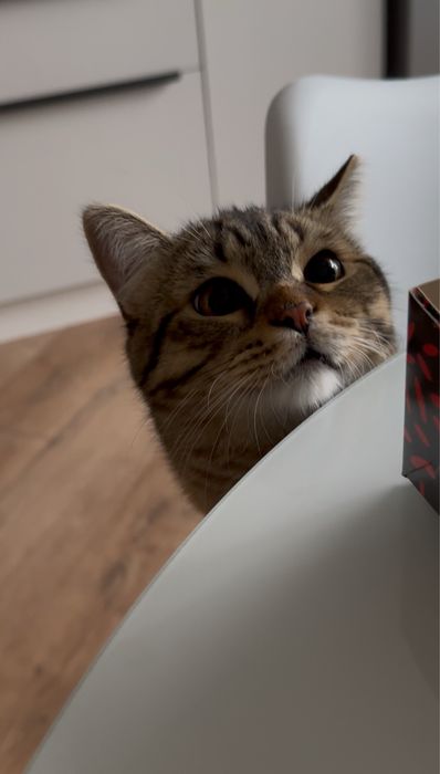 Кот Тимо, 2 года