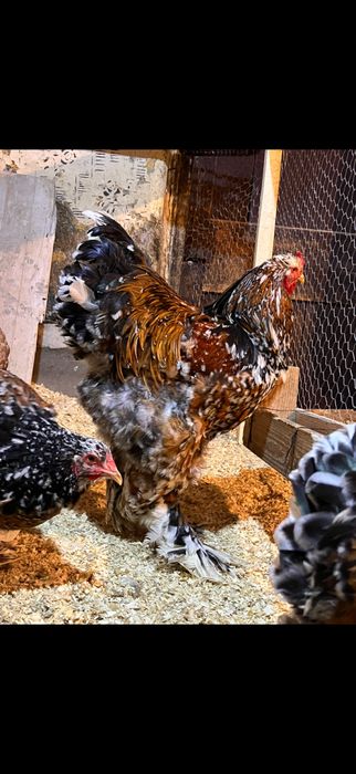 Cocos brahma Portelan