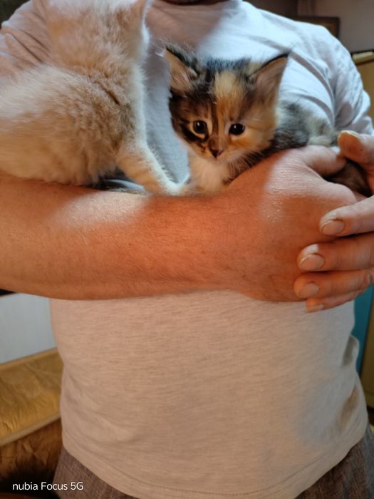 Отдам даром котят ооочень красивые