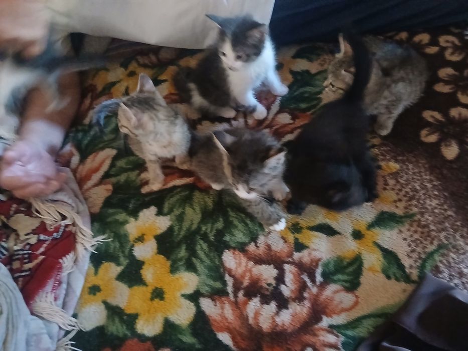 Котята в добрые руки