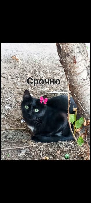 Чёрная красавица