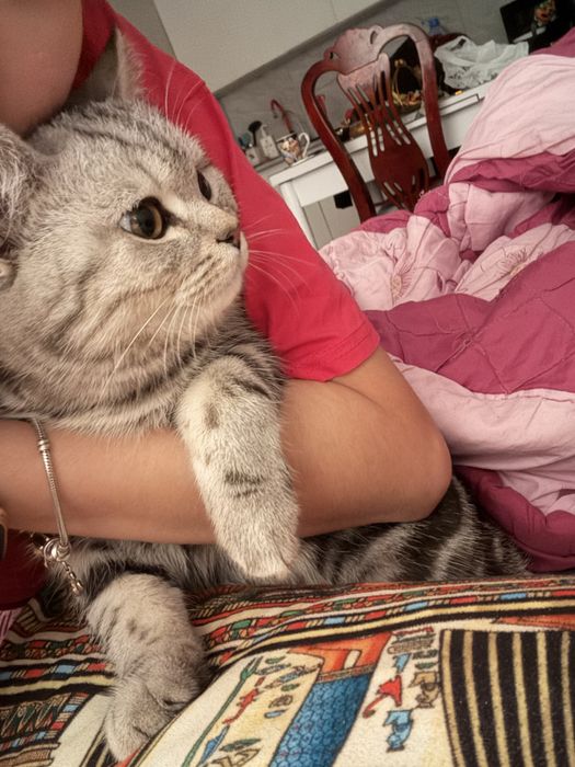 Шотландский кот ,срочно