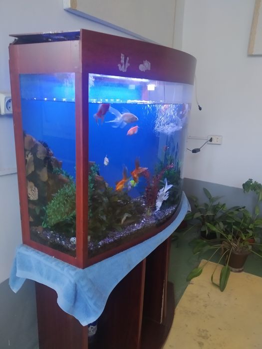 Аквариум сотилади баликлари билан