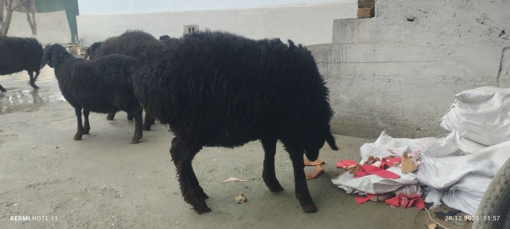 Қўчқор сотилади соғлом