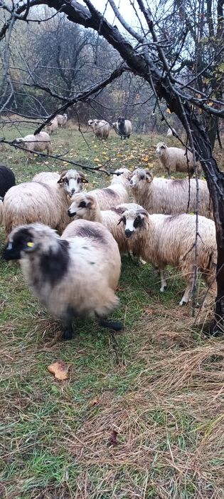 Oi turcane de vânzare