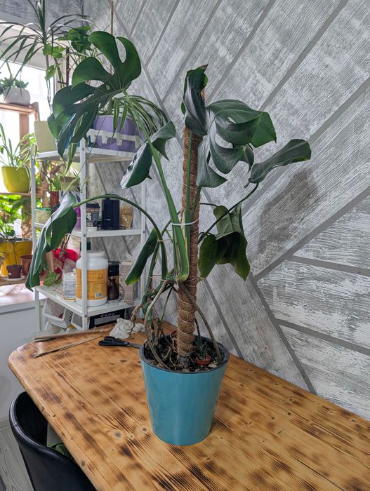 Монстера Делициоза — крупное комнатное растение