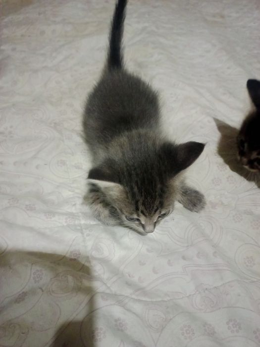 Котята ищут новый дом