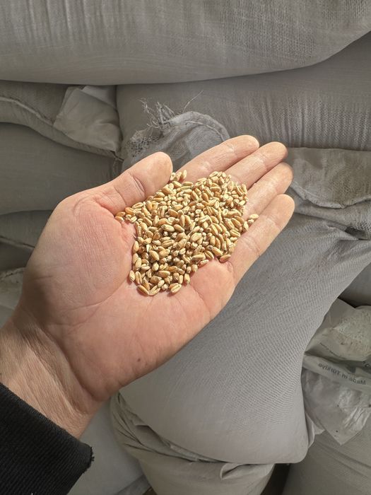 Бидай таза капта 50кг