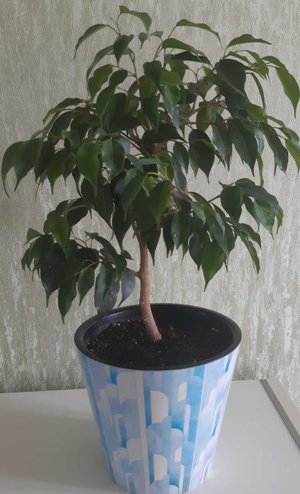 Фикус Бенджамина