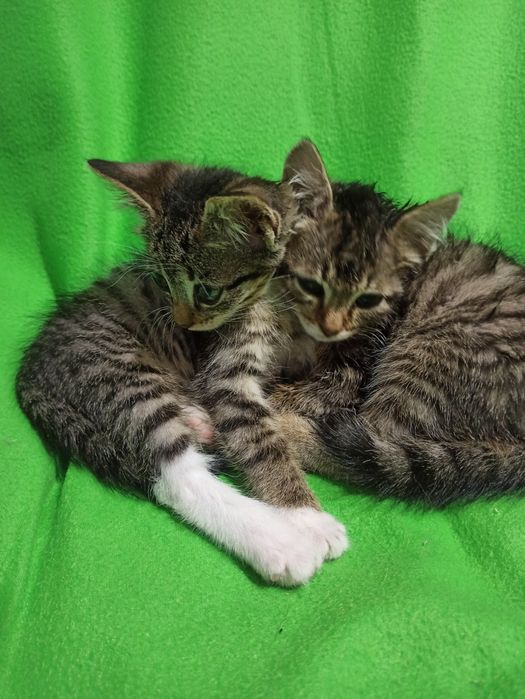 Подарю двух котят,им 1,5мес,девочки