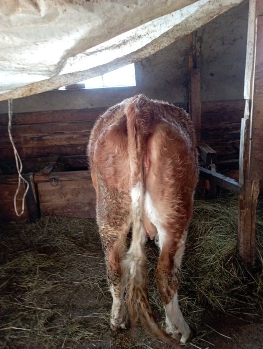 Vacă bălțată românească de vinzare