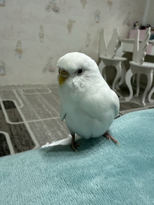 Продаю волнистого попугая