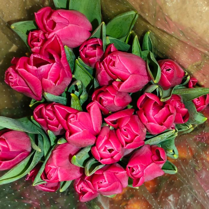 Доставка тюльпанов. Тюльпаны. Цветы. Розы