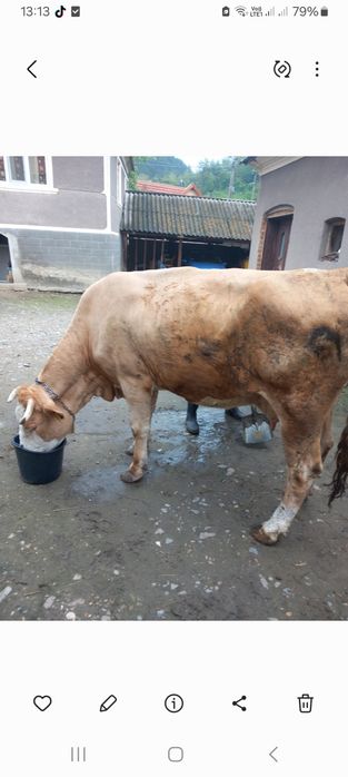 Vând vaca și vitea