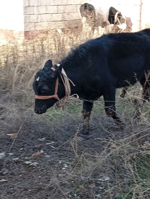 Продам быков породистых