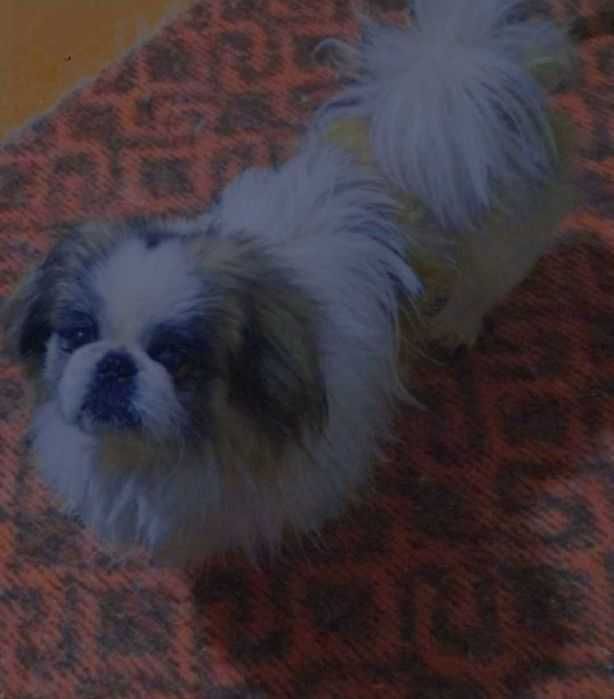 П е к и н е с  Мальчик продаётся