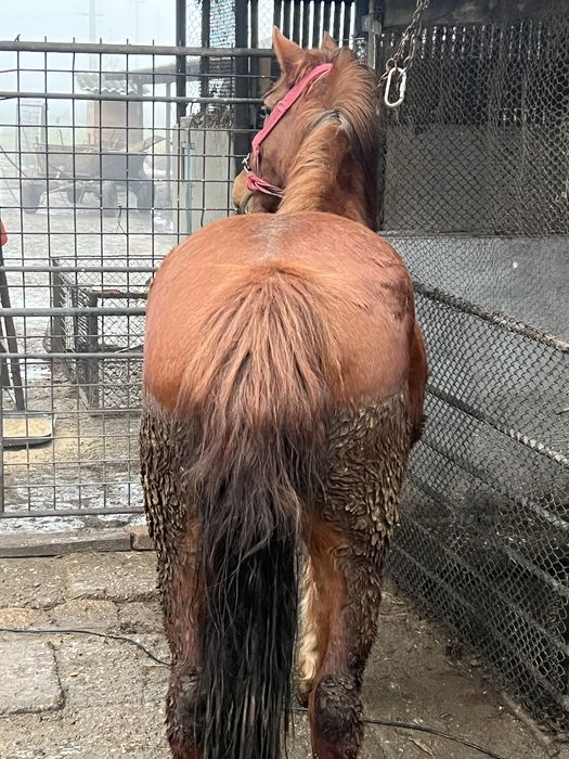 Vand 2 carlane frumoase