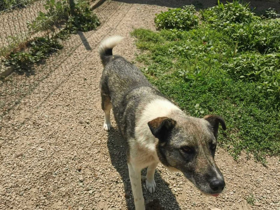 Britta isi cauta familie