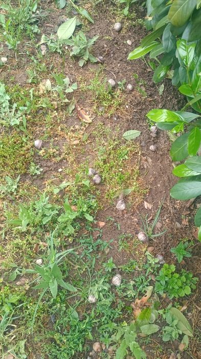 Melci de grădină