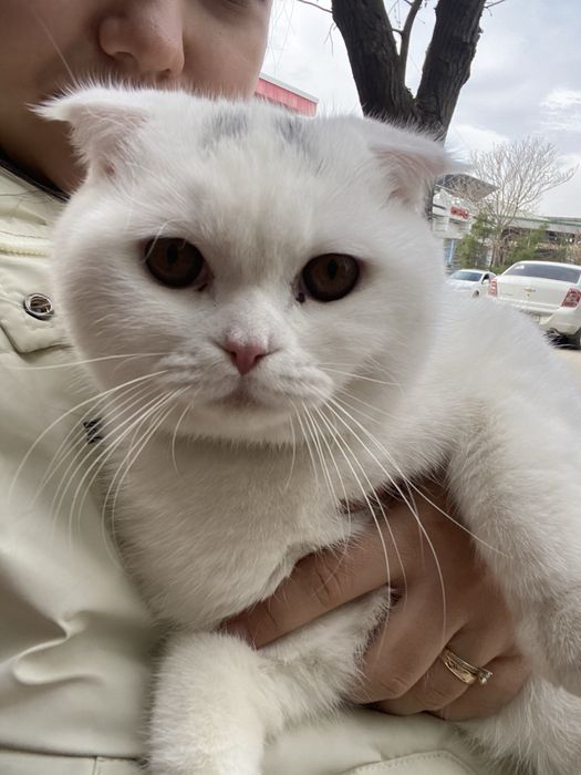 Срочно продаю кота!