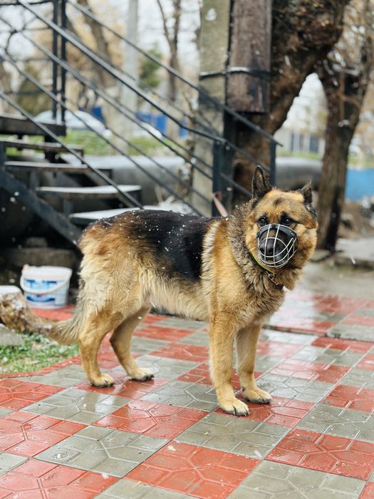 Рагнар! Ищет своих старых хозяев или новых