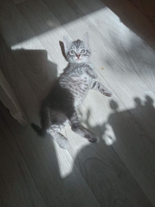Отдам котят в добрые руки
