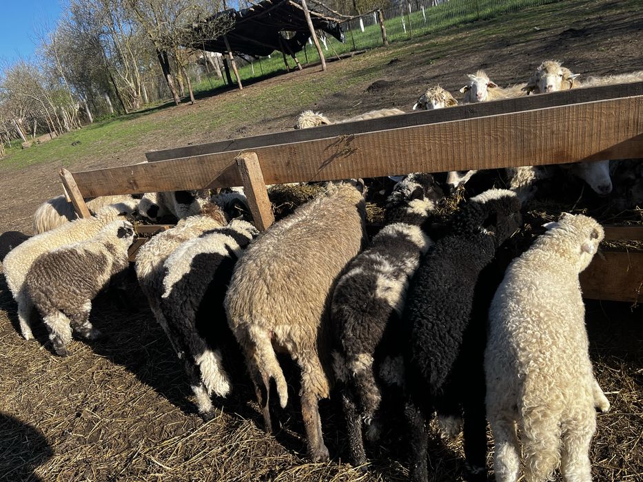 Vand miei pentru Paste