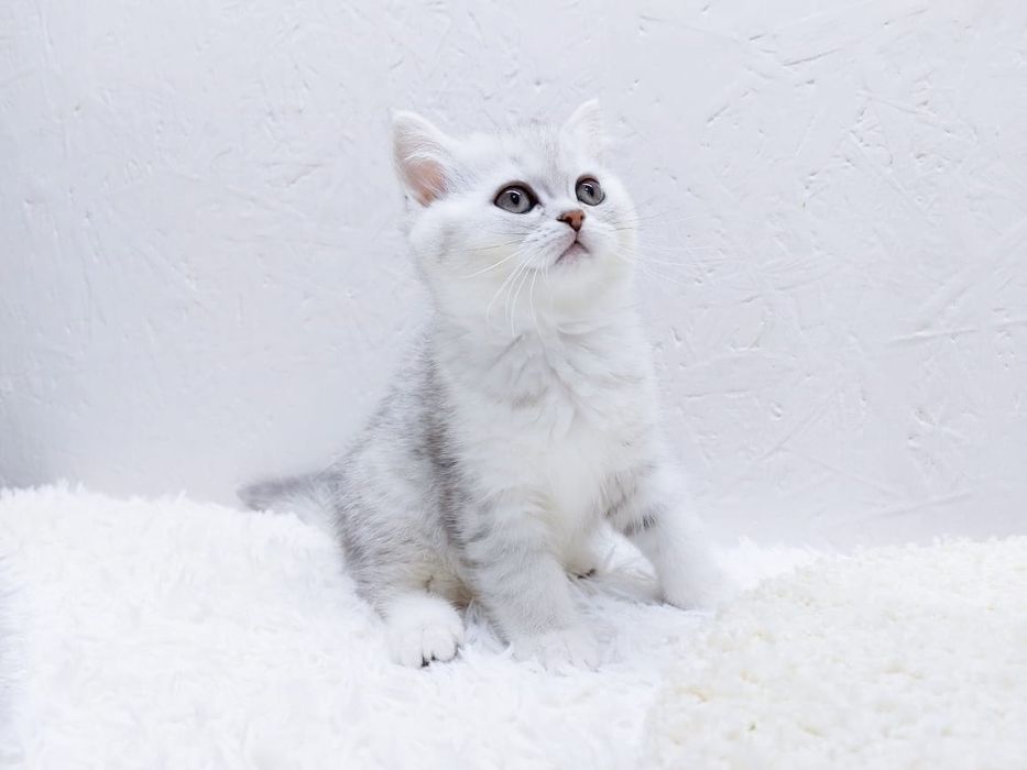 Кошечка и котик  ШотландСкие '