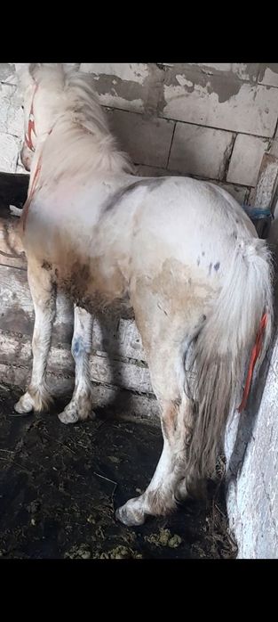 Schimb ponei cu cal castrat sau iapa , nu deranjați inutil .