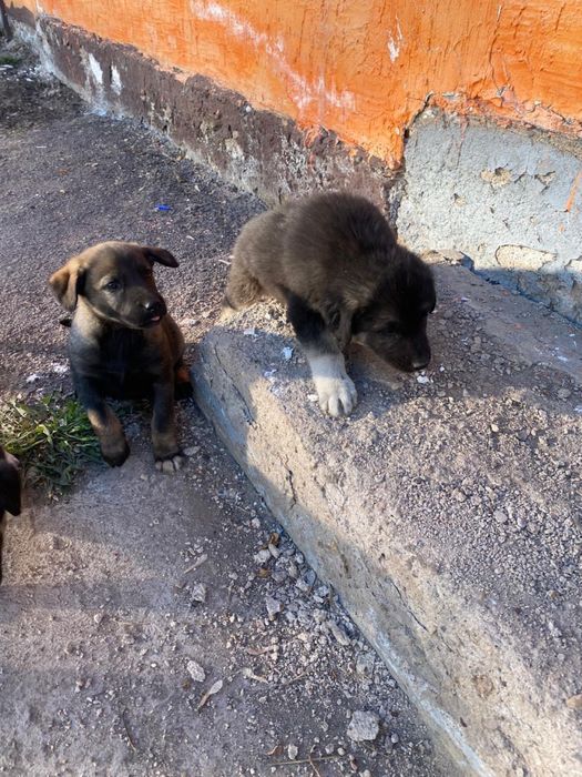 Отдам щенят в хорошие руки