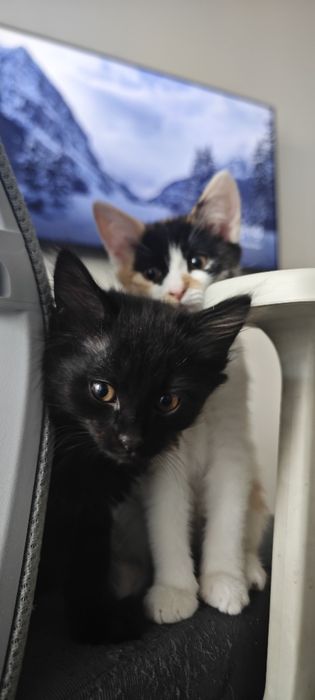 Отдам котят в добрые руки. 3 месяца