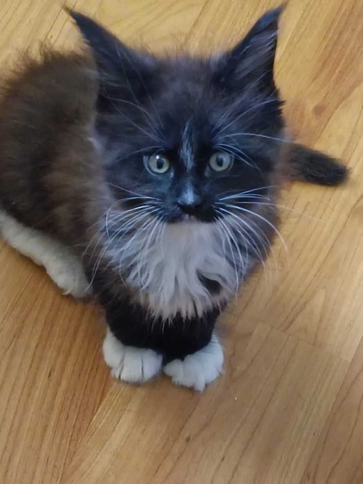 Felisa autorizata rasa Maine Coon