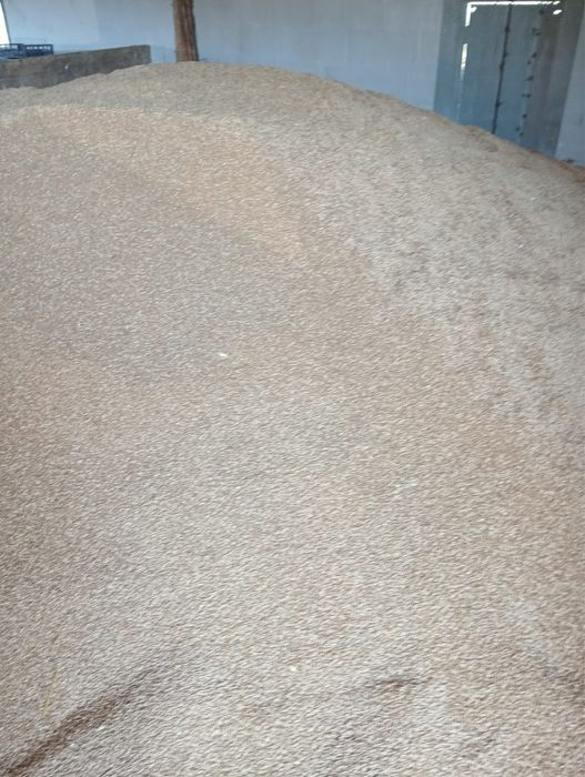 Triticale de vanzare
