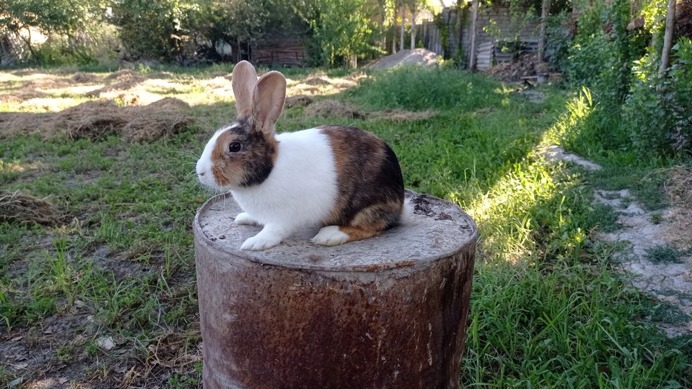 Zoti galland jinsi erkak