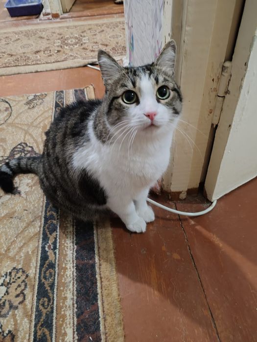 Коты домашние, два кота