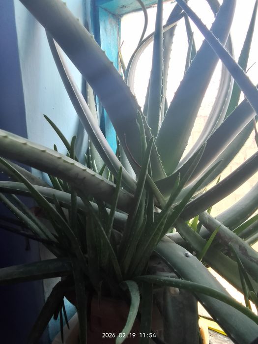 Алое жапырактары