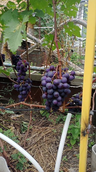 Саженцы винограда