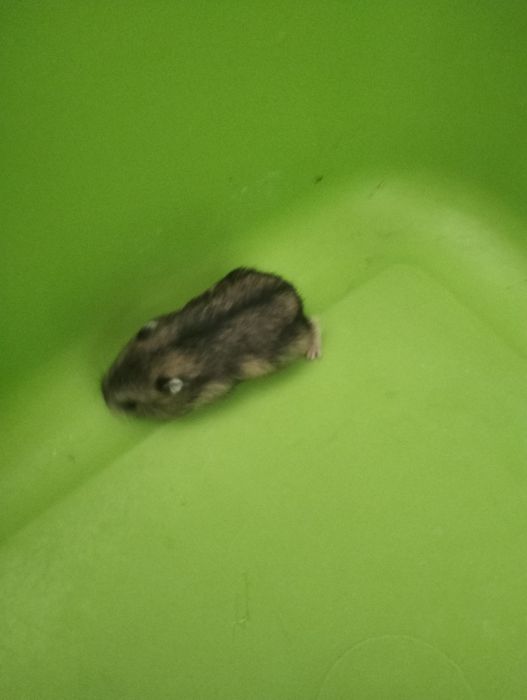 Hamsteri jucăuși