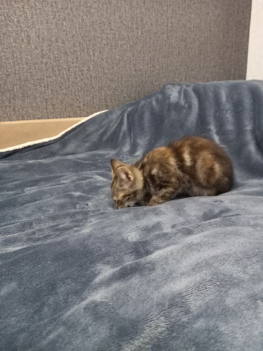 Котята Бесплатно
