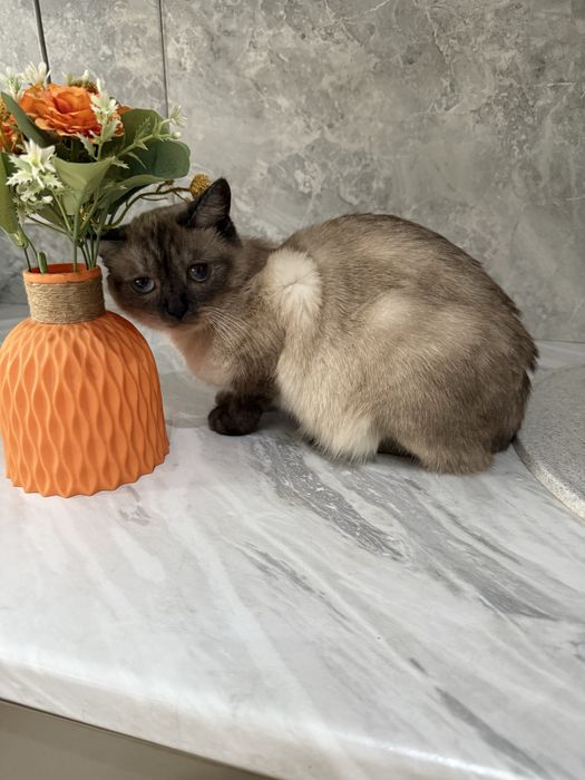 Отдам даром сиамсую кошку