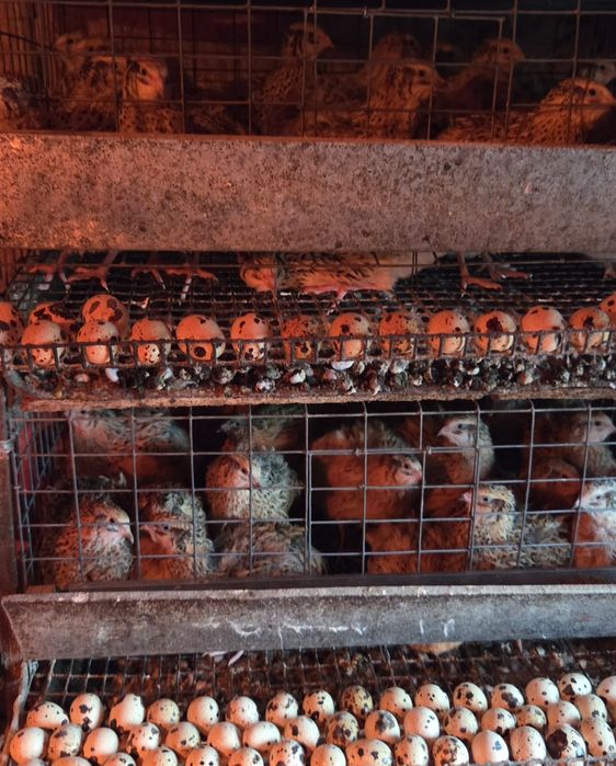 Перепелки несушки.