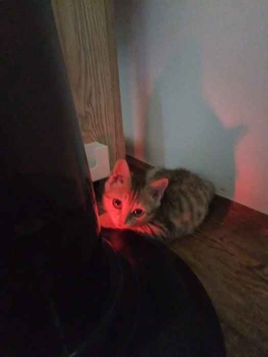 Отдам котенка бесплатно