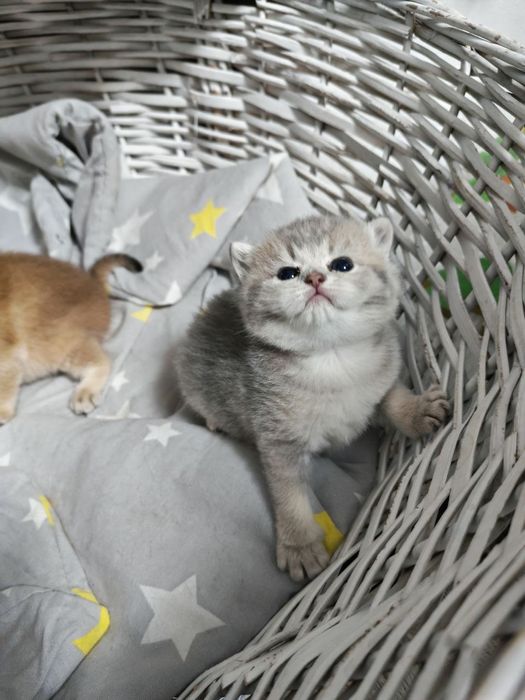 Шикарные малыши от правильной вязки