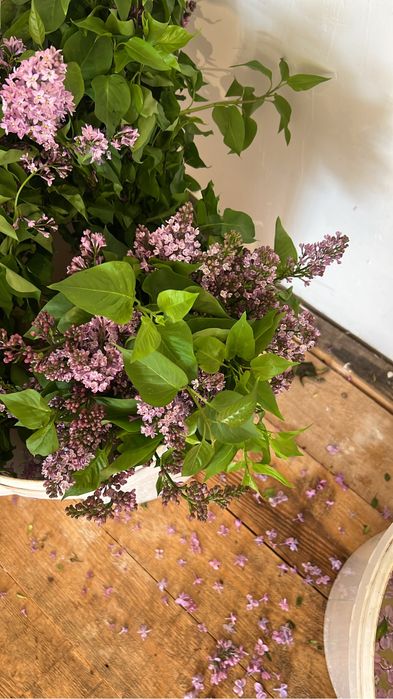 Букет сирении, и оптом все сорта есть