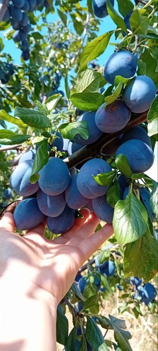 Prune stanley de vanzare