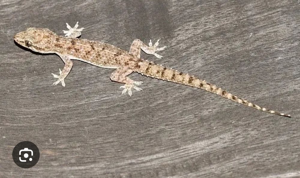 Hammom porno tomosha