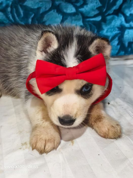 Очаровательные щенки сибирской хаски.