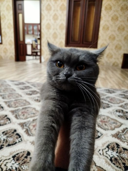 britanskiy toza qon techkasi kegan qquwgani tayyor