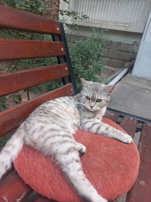 Шотландский котик ищет дом