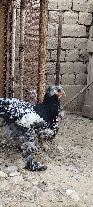 Qora tochkali brama tuxumiga zakaz olamiz
